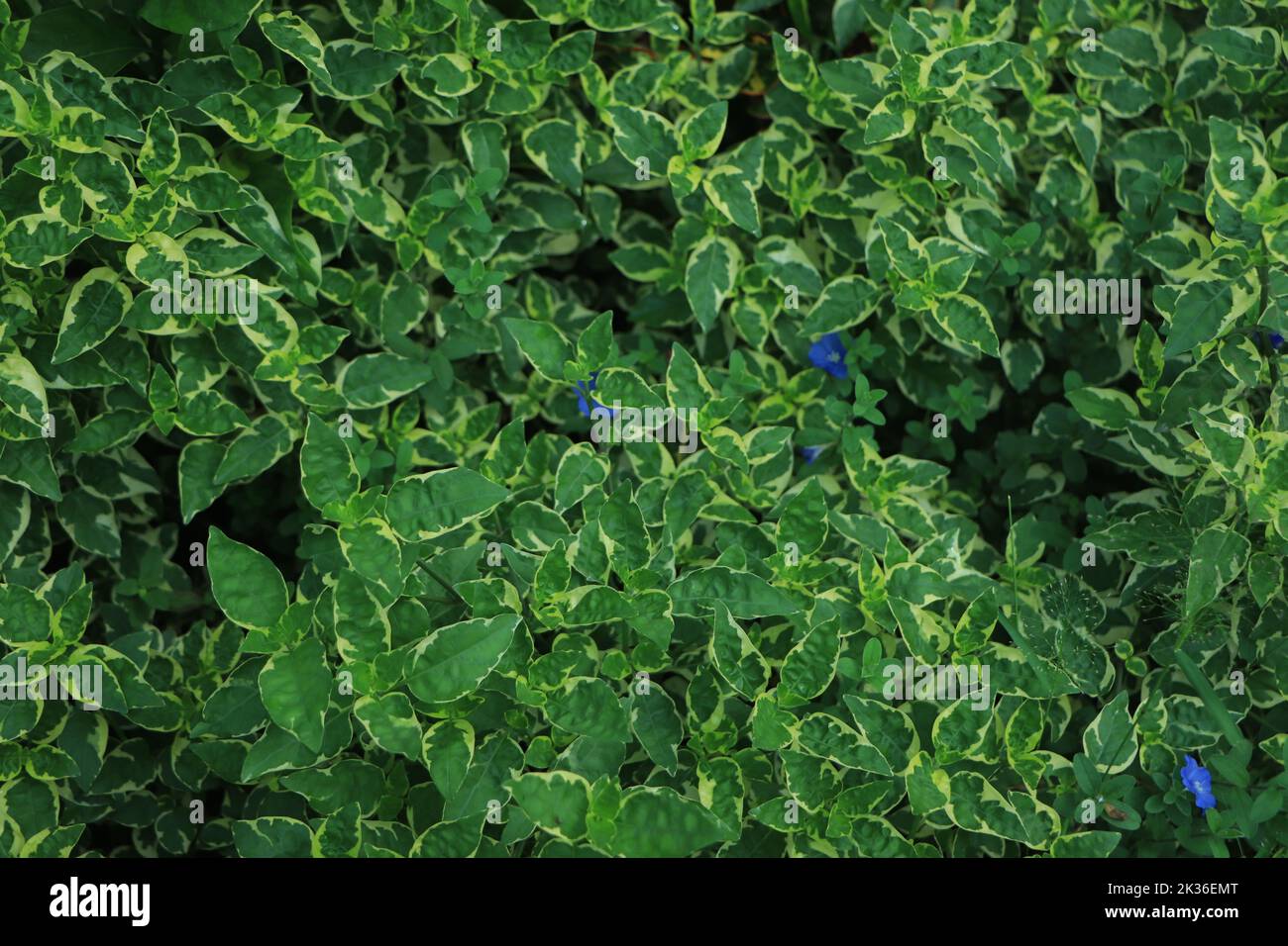 Grüne Blätter Textur Hintergrund. Stockfoto
