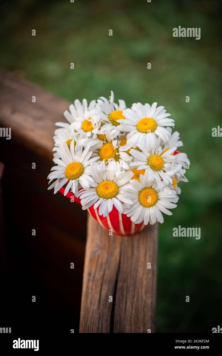 Strauß Gänseblümchen in einem gestreiften rot-weißen Becher im Garten. Sommerzeit Stockfoto