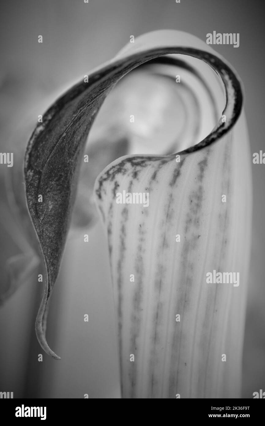 Eine vertikale schwarz-weiße Nahaufnahme eines Wagenhebers in der Kanzel (Arisaema triphyllum) Stockfoto