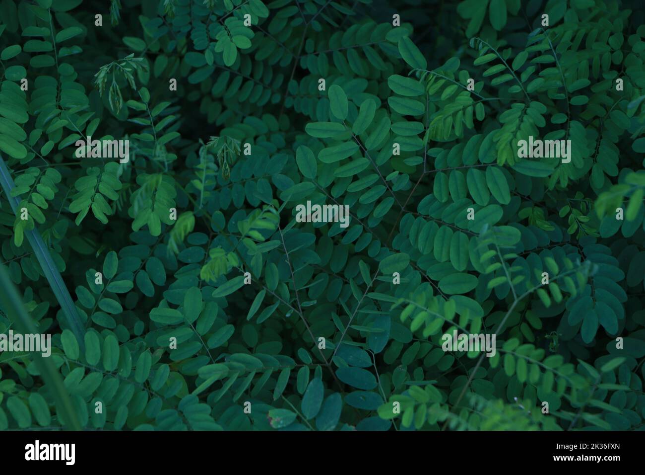 Grüne Blätter Textur Hintergrund Stockfoto
