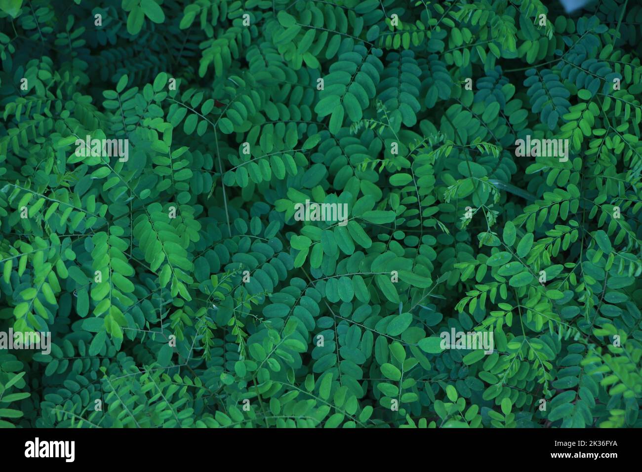 Grünes Blatt dunkler Hintergrund auf einem Garten, nachhaltige Ressource Stockfoto