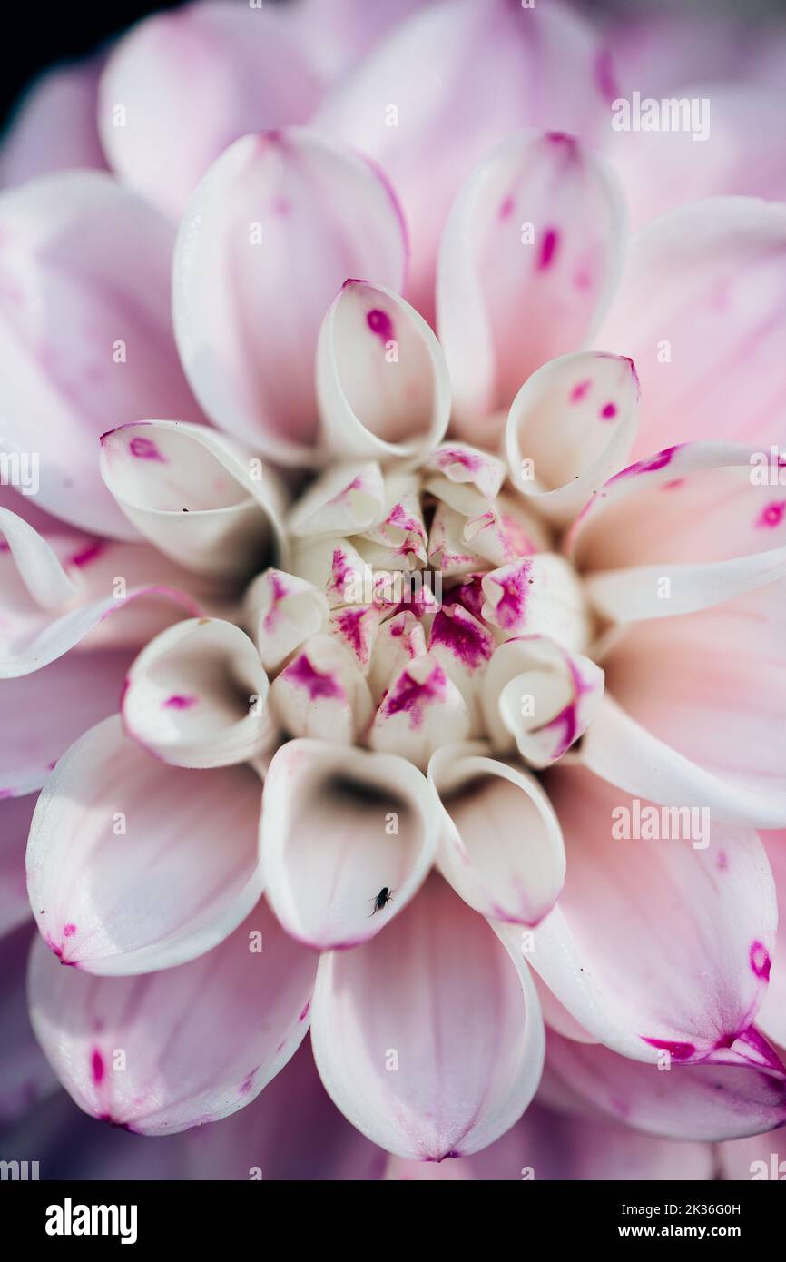 Nahaufnahme des Makroes der blassrosa Chrysantheme Stockfoto