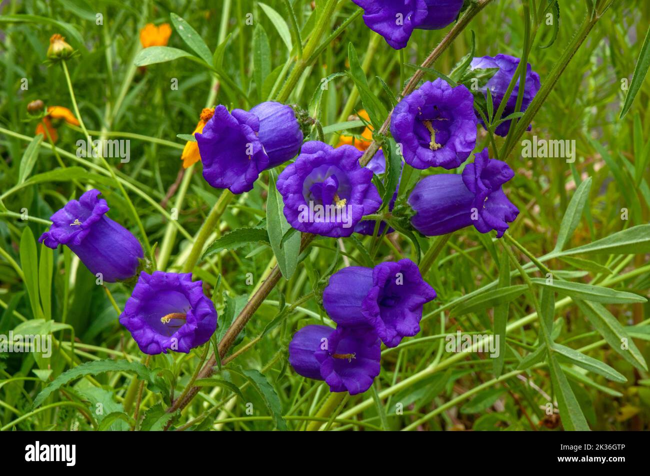 Sydney Australia, lila blühende campanula Medium oder canterbury Glocken im Garten Stockfoto