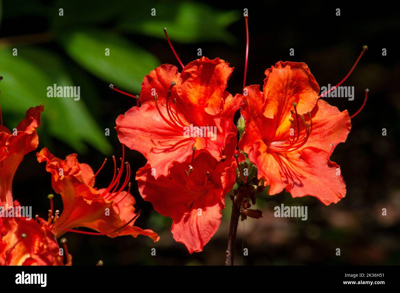 Sydney Australien, rote Blüten eines „Lady Jane“-Rhododendrons im Garten Stockfoto
