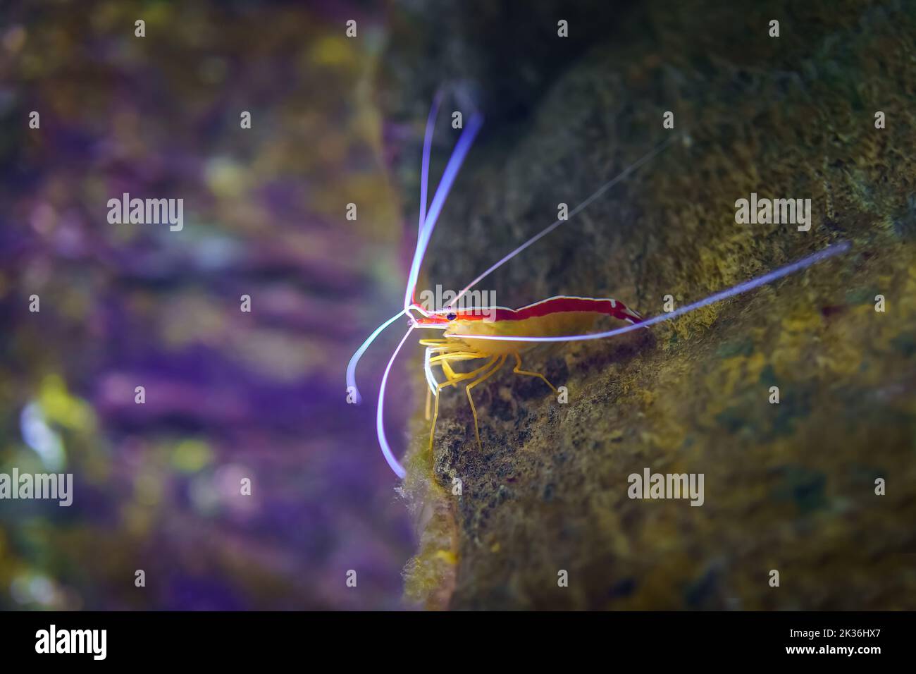 Shrimp thront auf einem Felsen mit langen Antennen, die im Wasser schweben. Stockfoto