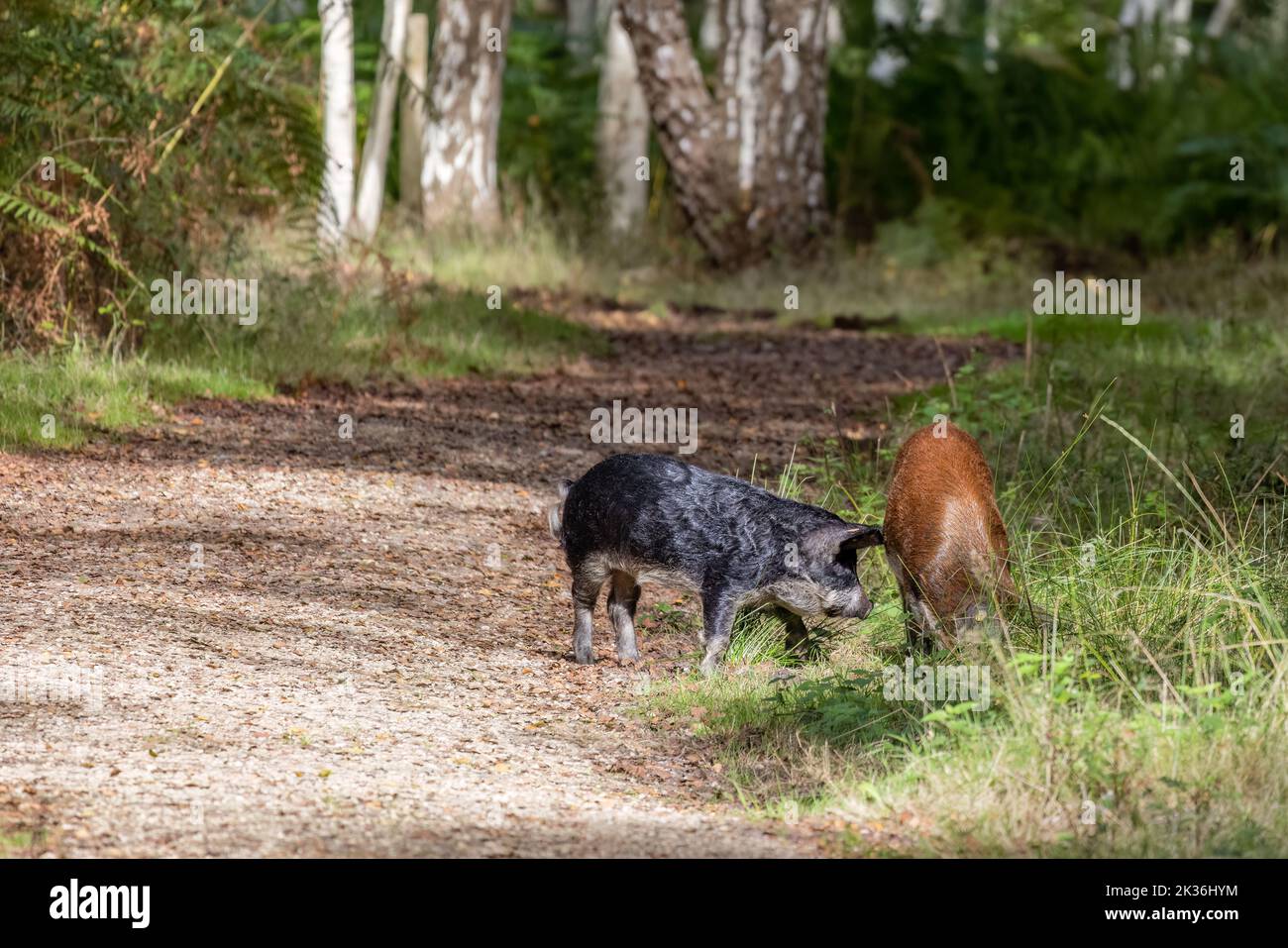Wildschweine durchstreifen die Wälder bei Arne in Dorset Stockfoto