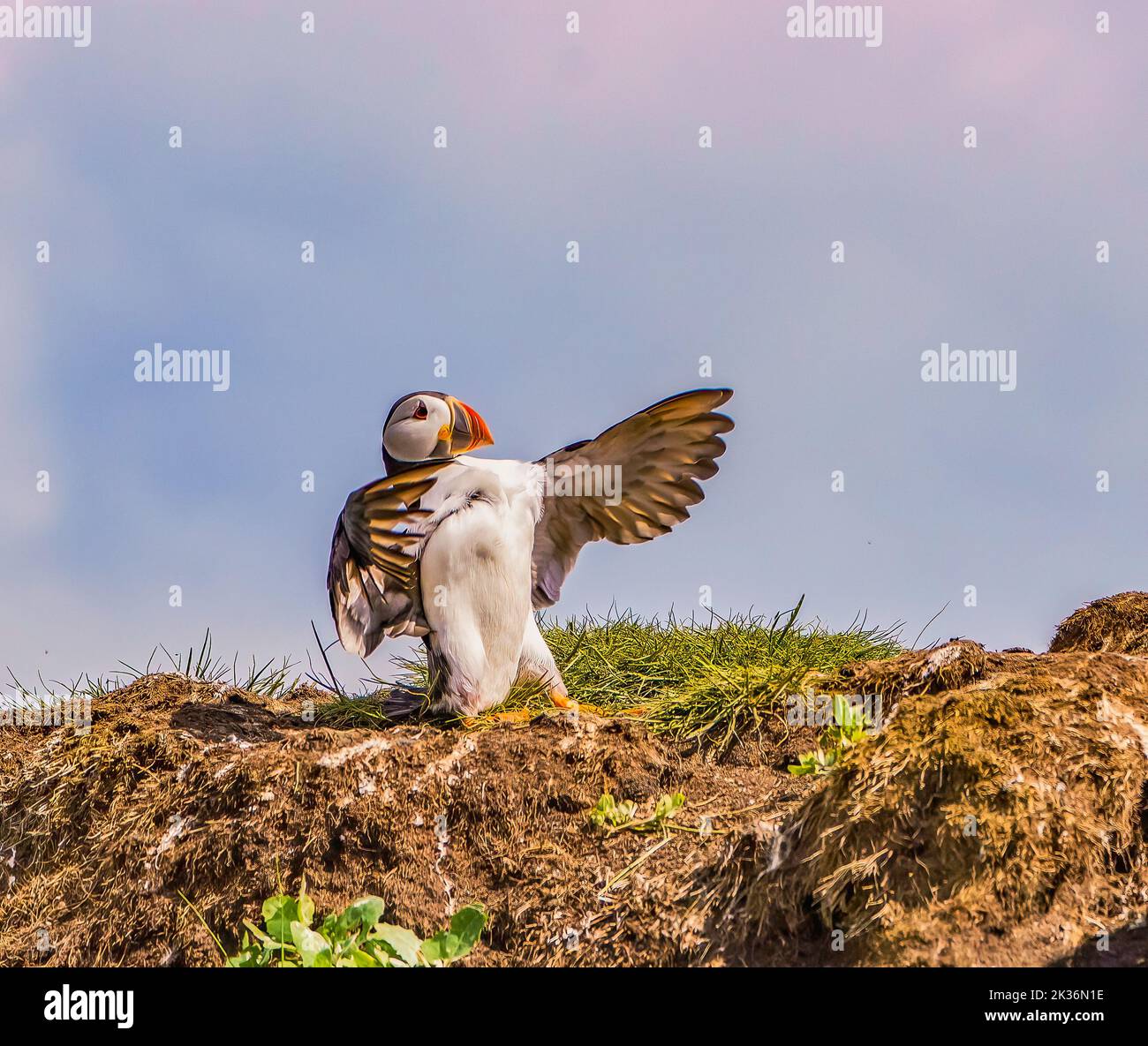 Puffin in Usain Bolt Pose Stockfoto