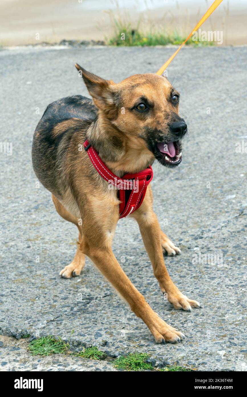 Spanischer Jagdhund Haustier, das eine beliebte reinrassige Hunderasse ist, die gemeinhin als spanischer Greyhound bekannt ist, Stockfoto Stockfoto