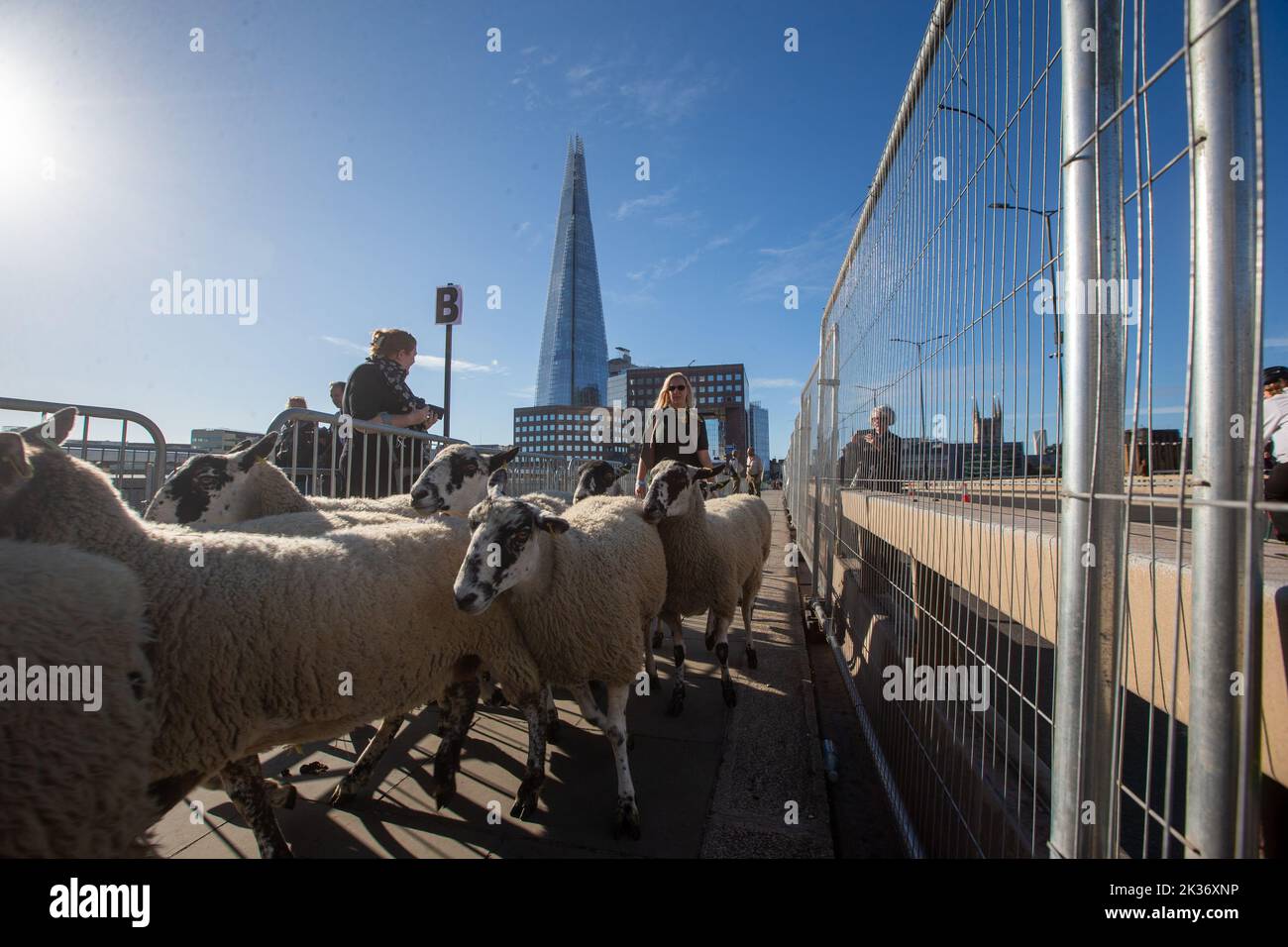 London, England, Großbritannien. 25. September 2022. Die traditionelle Schafsfahrt fand auf der London Bridge statt. (Bild: © Tayfun Salci/ZUMA Press Wire) Stockfoto
