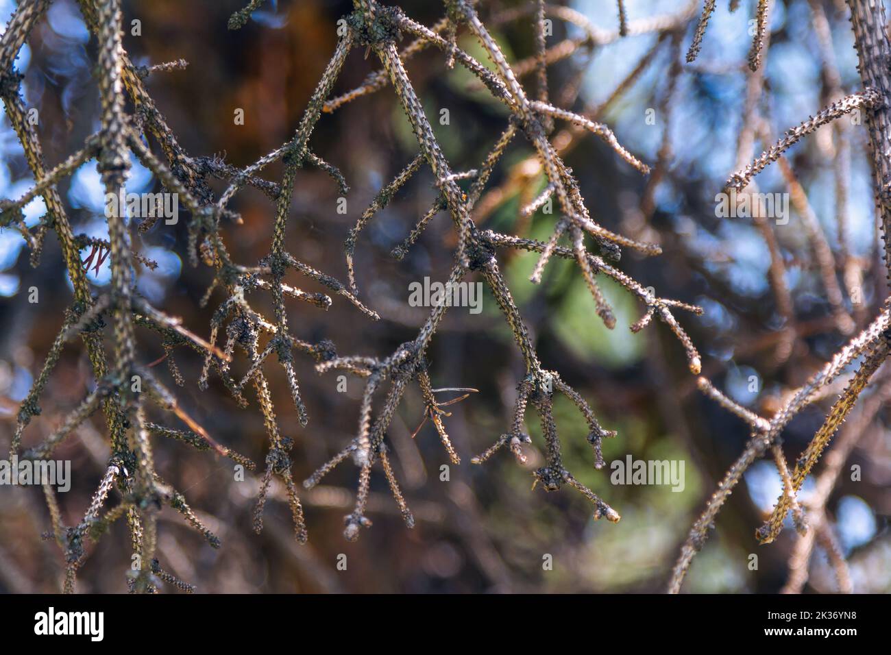 Nahaufnahme trockener Zweige von Nadelbäumen, die im Wald wachsen Stockfoto