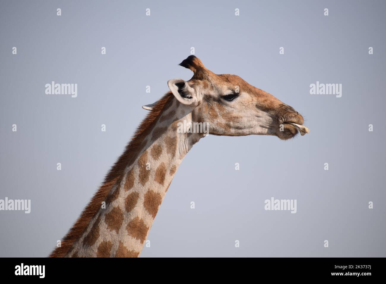 Giraffe Stockfoto