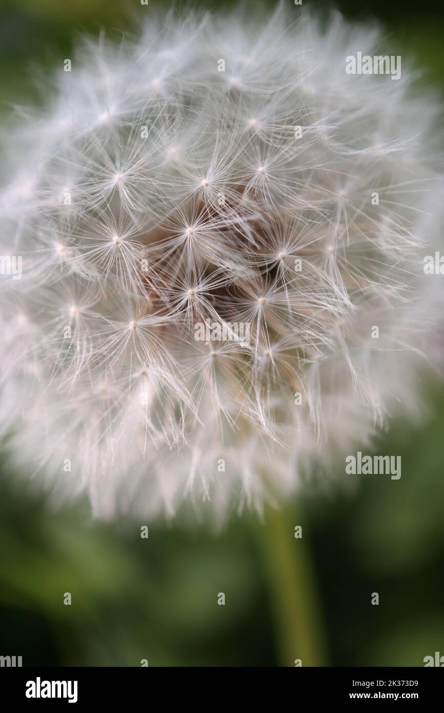 Nahaufnahme eines Dandelion-Saatkopfes mit einzelnen Samen. Stockfoto