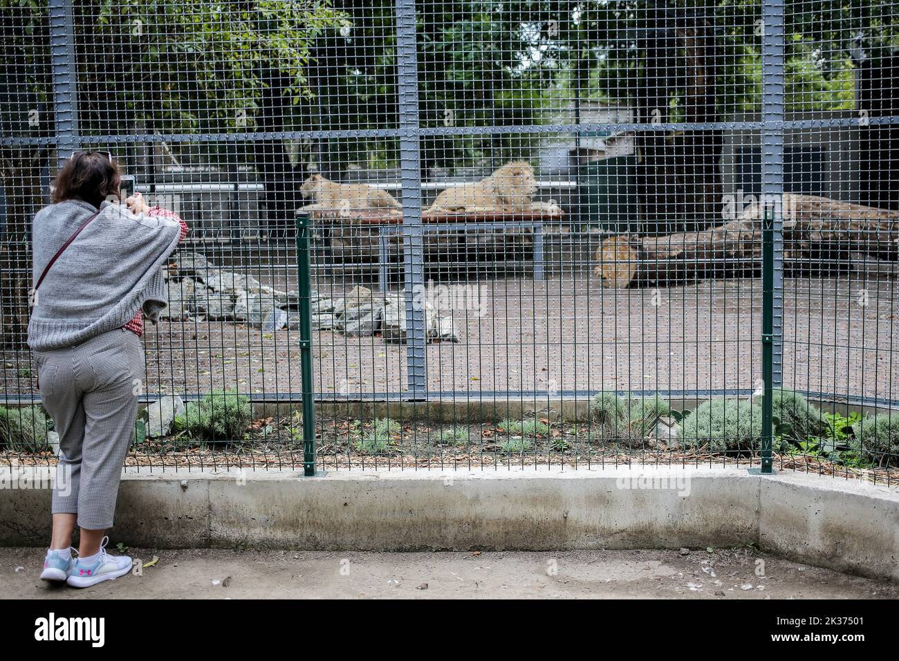 Eine Frau sieht die weißen Löwen in einem Käfig fotografieren. Der Zoo