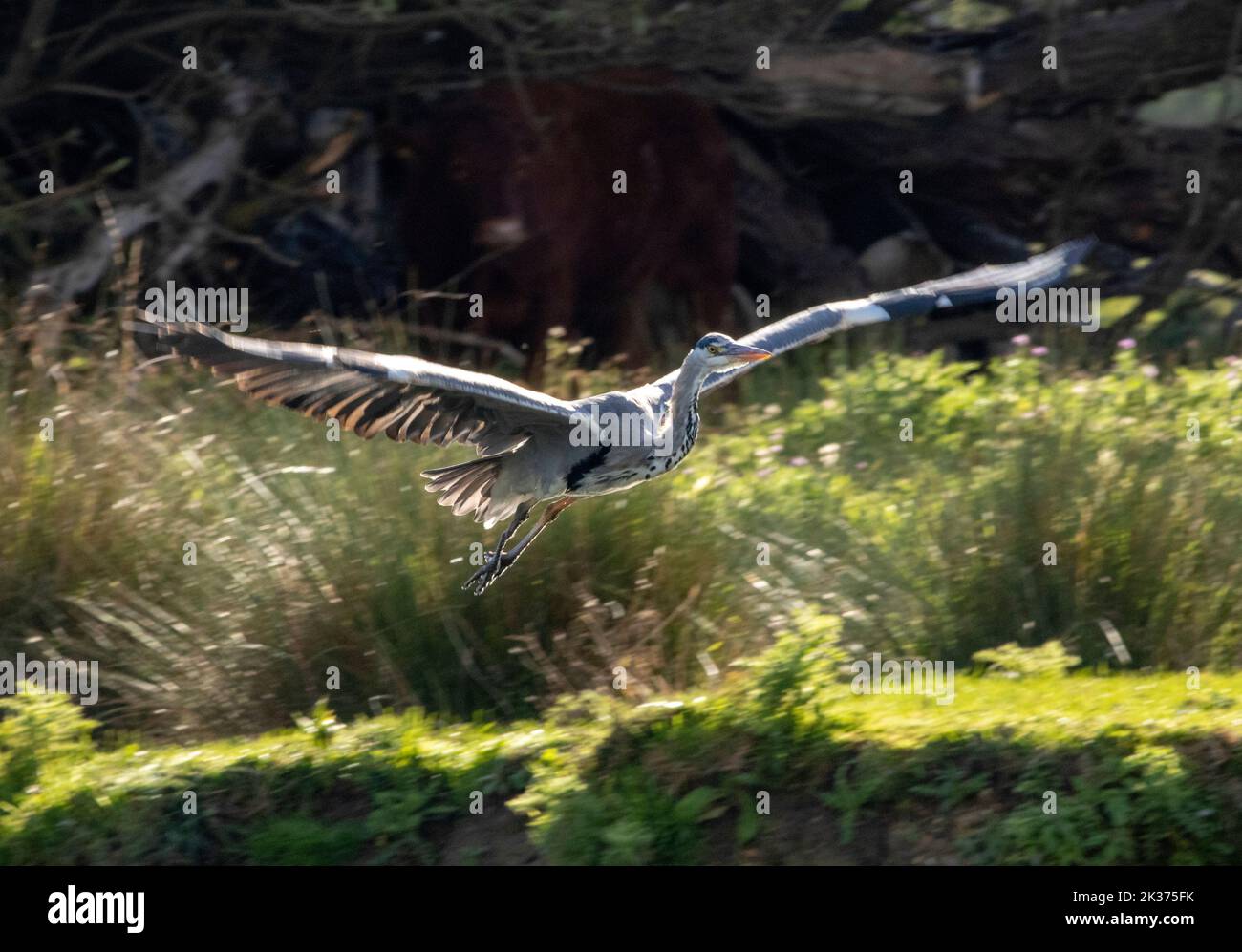 Ein Reiher im Fluganfang am Ufer der Großen Ouse in Ely, Cambridgeshire Stockfoto