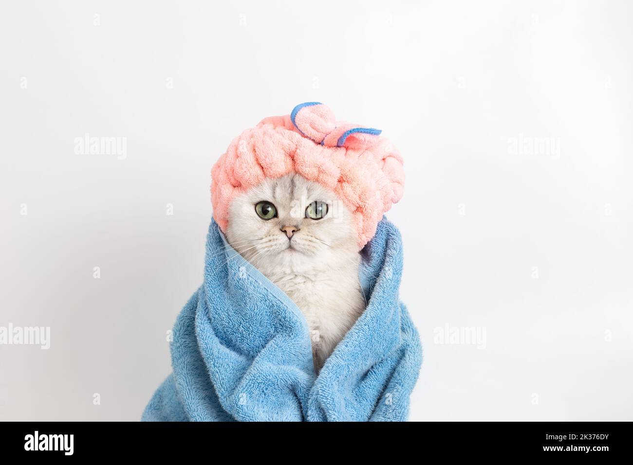 Lustige nasse weiße Katze, nach dem Baden, in ein blaues Handtuch eingewickelt in eine rosa Frottee-Mütze auf seinem Kopf Stockfoto