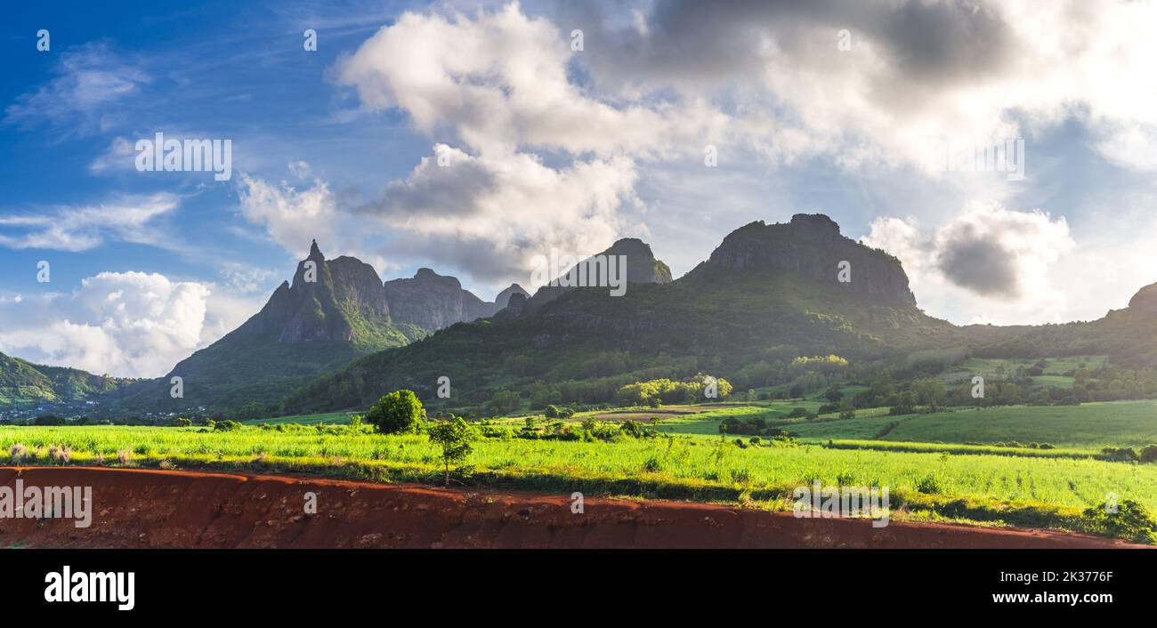 Zuckerrohrfeld mit Peter beide im Hintergrund. Blauer Himmel auf mauritius, Afrika Stockfoto