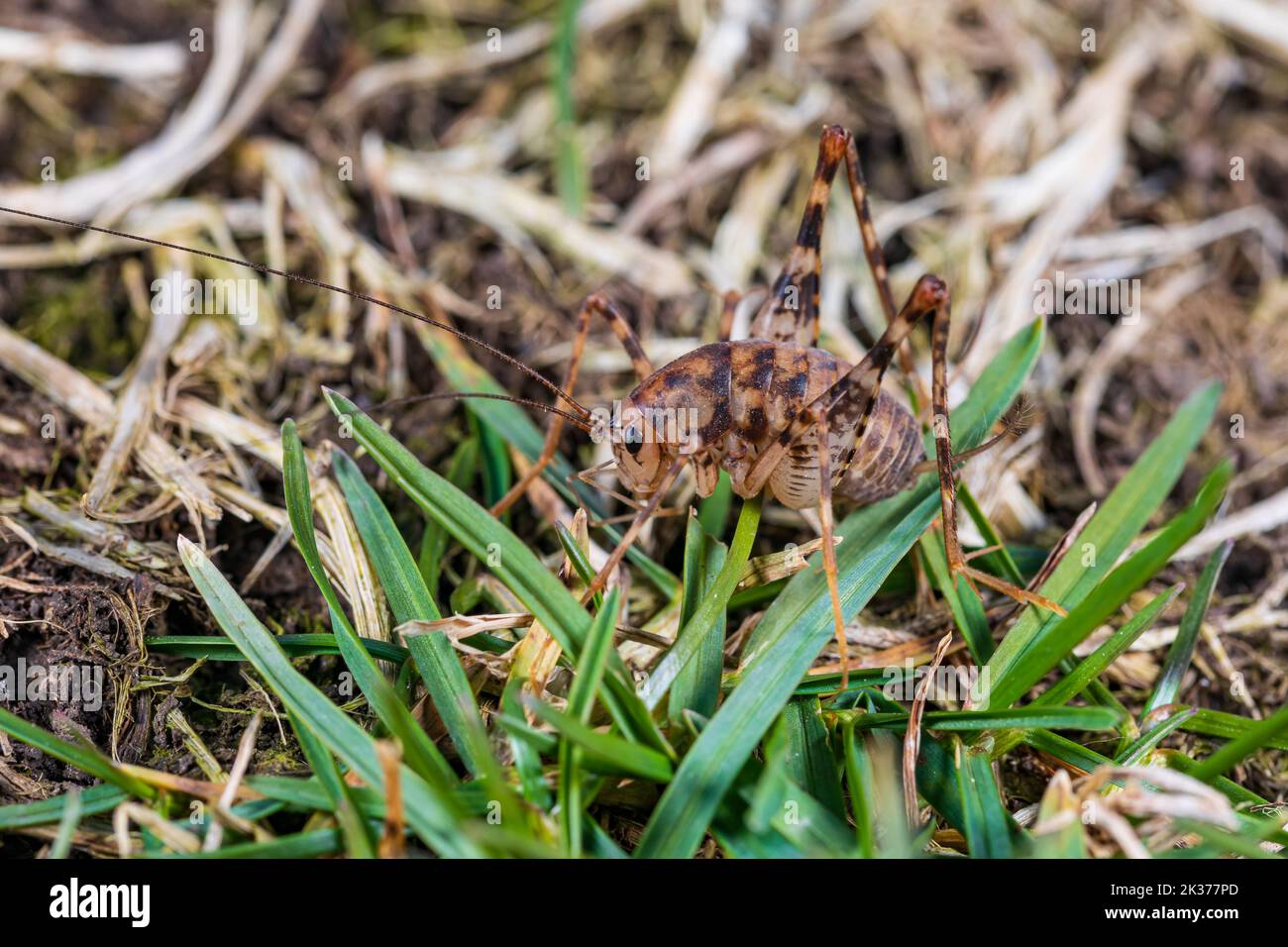 Nahaufnahme von Kamel Cricket im Gras. Schädlingsbekämpfung, Insekten und Naturschutz Konzept. Stockfoto