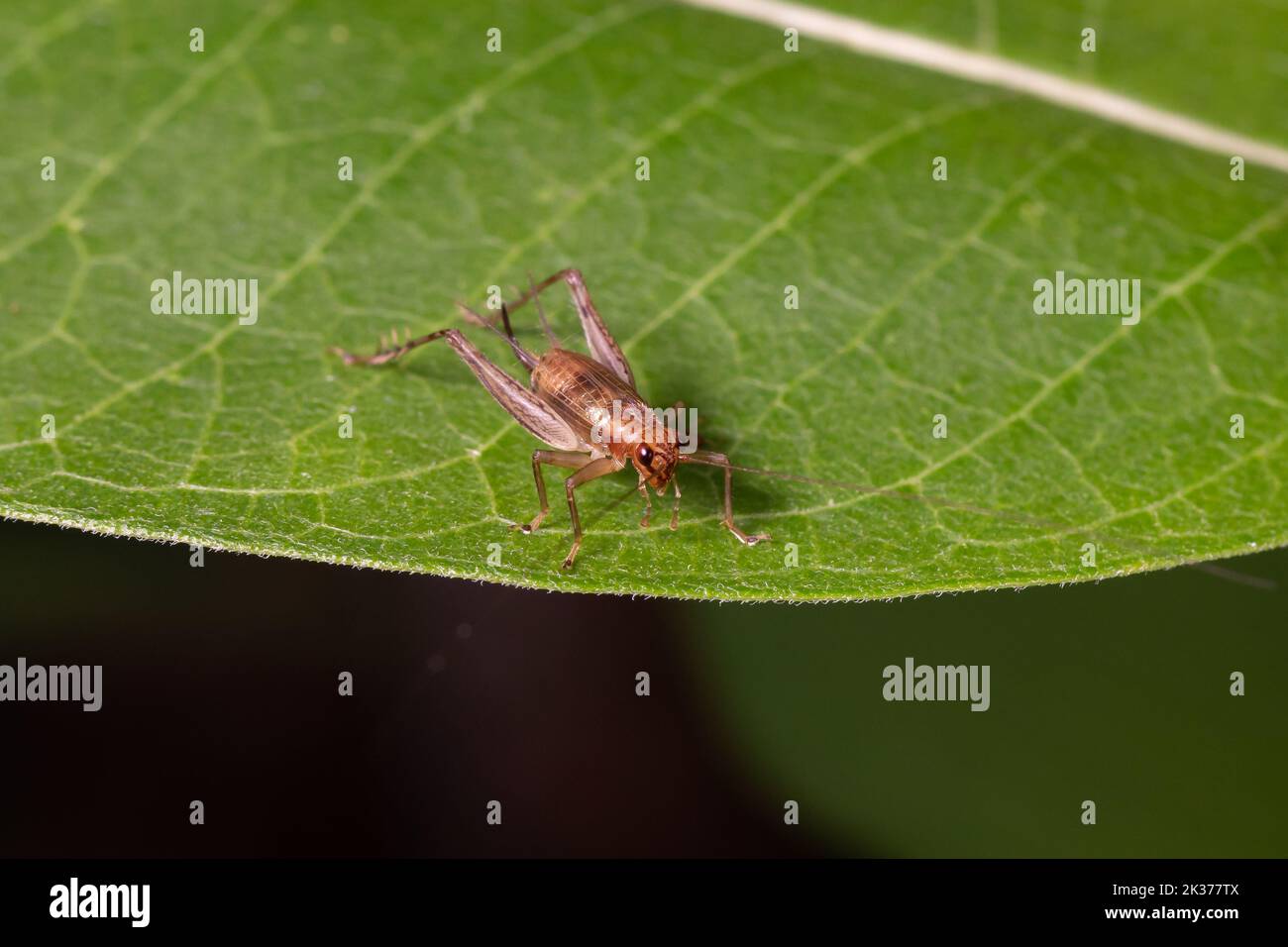 Nahaufnahme von House Cricket Nymphe auf Blatt der Pflanze. Schädlingsbekämpfung, Insekten und Naturschutz Konzept. Stockfoto