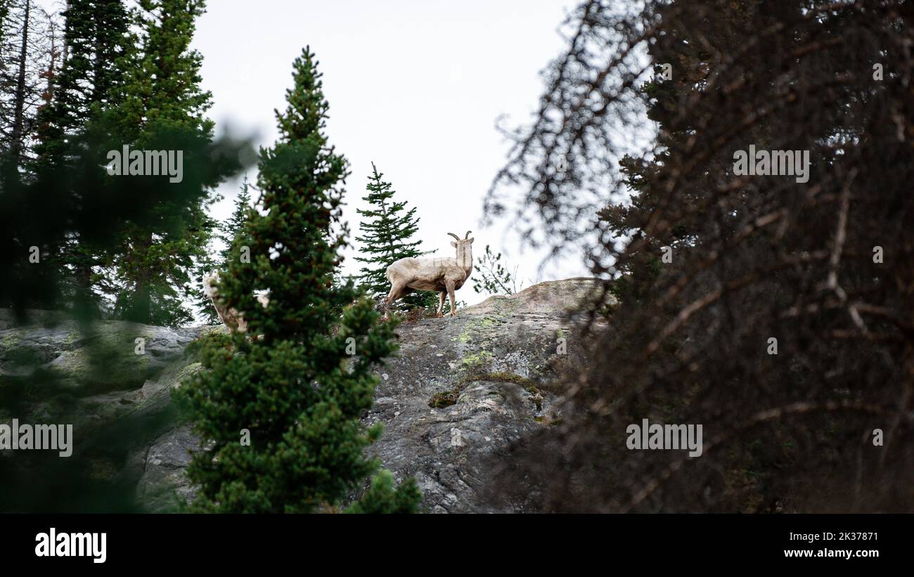 Das Dickhornschafe der Sierra Nevada auf einem felsigen Berg im Wald Stockfoto