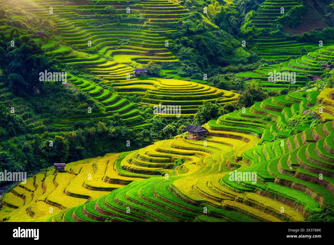 Reisterrassen in Mu cang Chai, Vietnam. Stockfoto