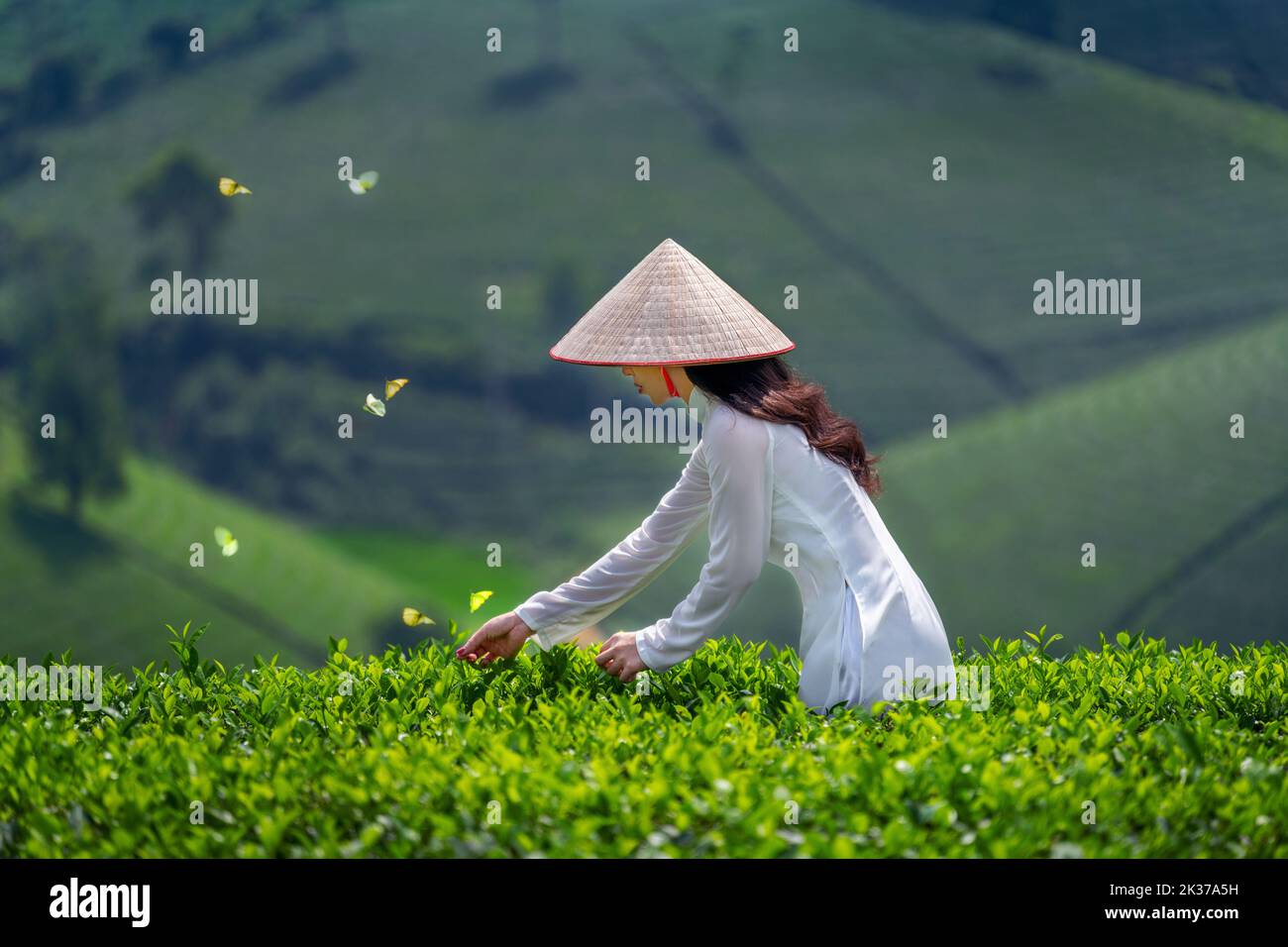 Asiatische Frau trägt Vietnam Kultur traditionell in grünem Teefeld, Vietnam. Stockfoto