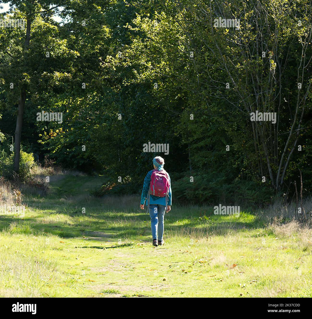 Frau in den Wäldern und Wald entspannend und Waldbaden Stockfoto