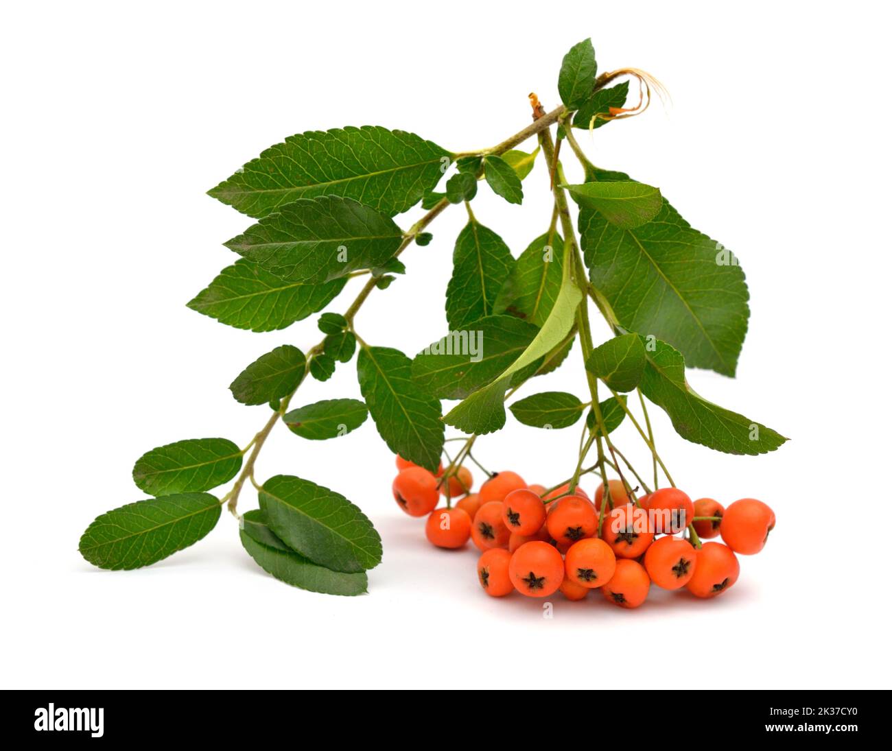 Pyracantha, gebräuchliche Namen firethorn oder pyracantha. Isoliert auf weißem Hintergrund Stockfoto
