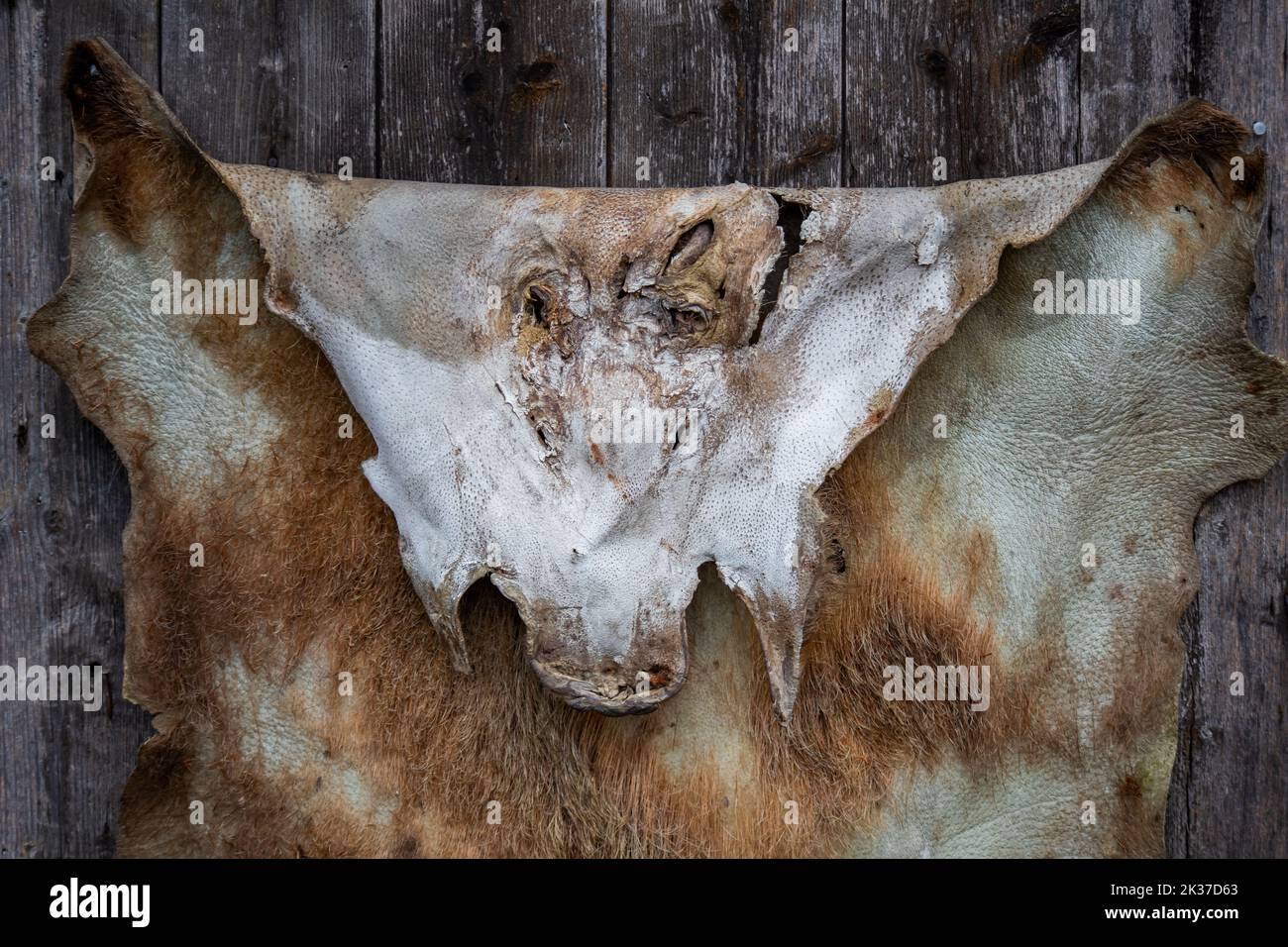 Wildschweinhaut hängt an einer Holzwand Stockfoto