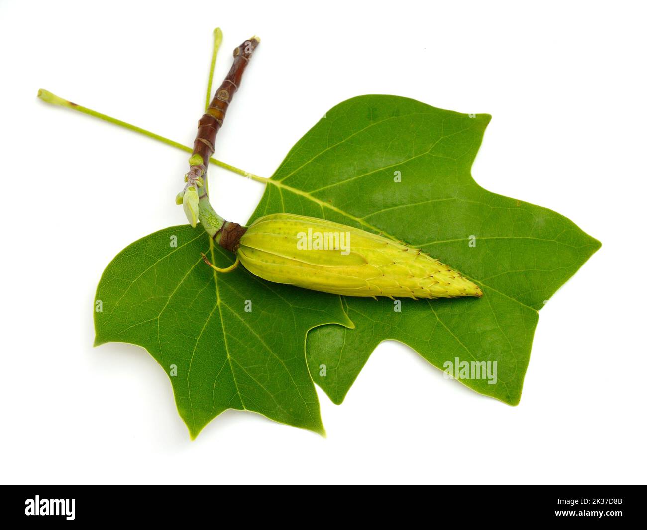 Liriodendron tulipifera bekannt als Tulpenbaum, amerikanischer Tulpenbaum, Tulpenbaum, Tulpenbaum. Isoliert auf weißem Hintergrund Stockfoto