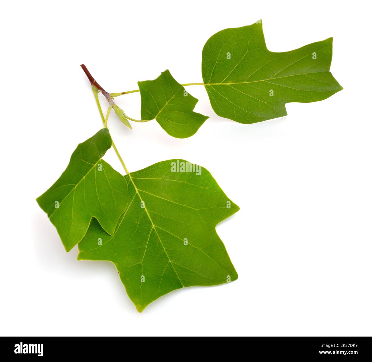 Liriodendron tulipifera bekannt als Tulpenbaum, amerikanischer Tulpenbaum, Tulpenbaum, Tulpenbaum. Isoliert auf weißem Hintergrund Stockfoto