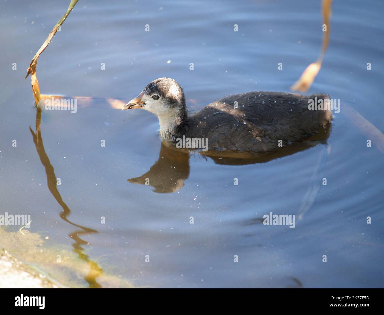 Juvenile Pukeko schwimmen und reflektiert auf Sumpfteich Stockfoto