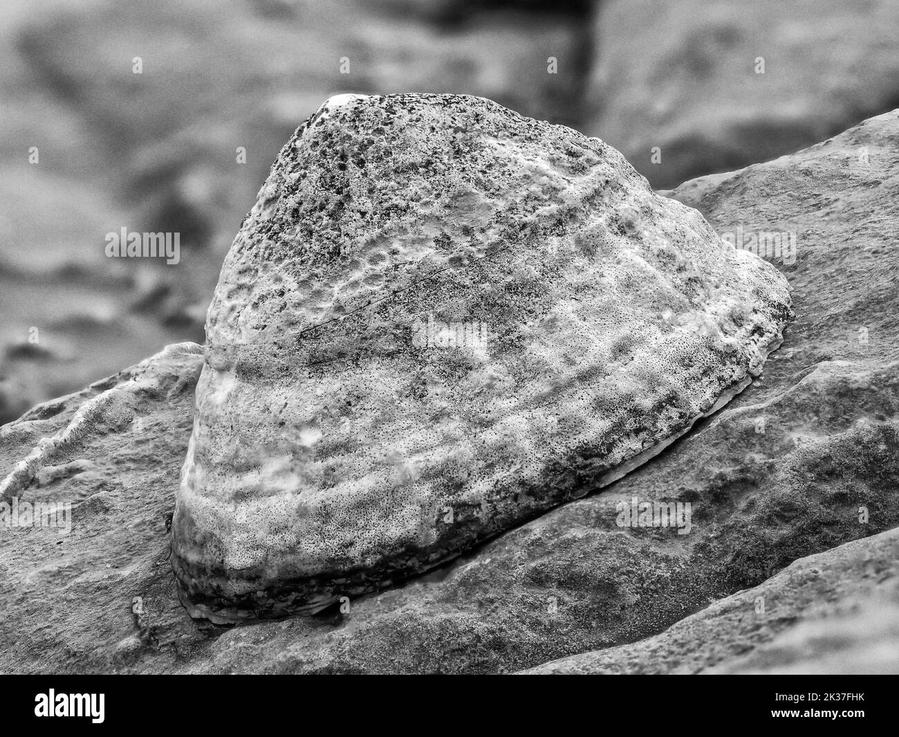 Monochrome Nahaufnahme von Common Limpet Patella vulgata auf Felsen der Küste von Somerset in Großbritannien Stockfoto