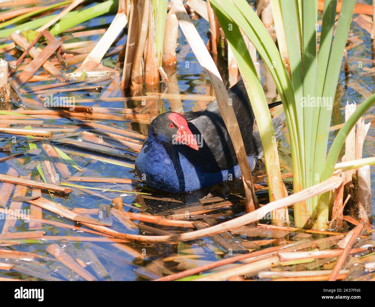 Pukeko im Sumpf auf der Suche nach Nahrung.Vegetation und kleine Larven. Stockfoto