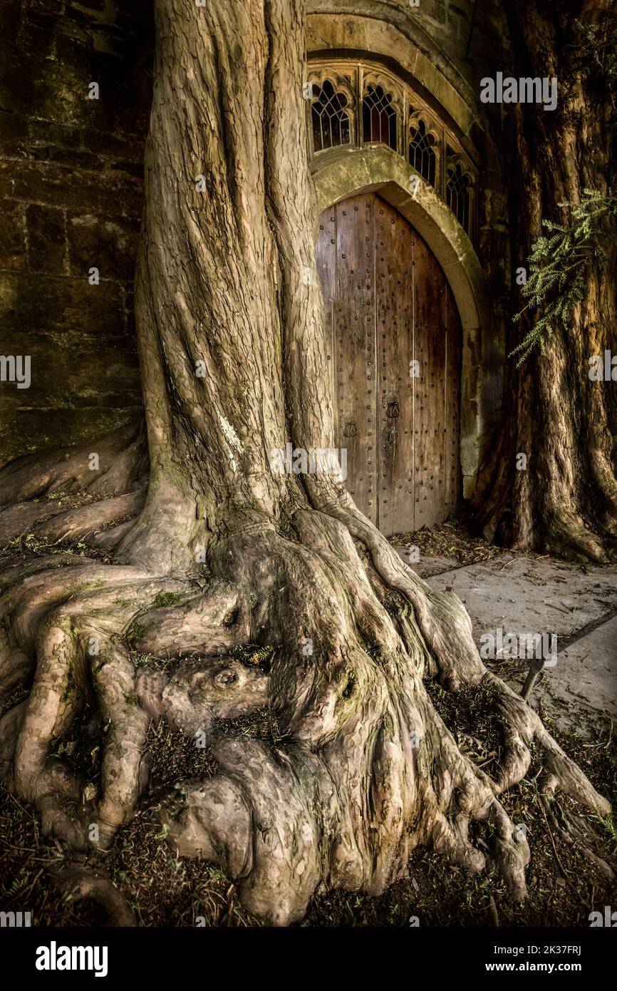 Eibenbäume flankieren die Tür der Pfarrkirche St. Edwards Stow on the Wold Gloucestershire soll die Inspiration für Tolkiens Moria-Tür sein? Stockfoto