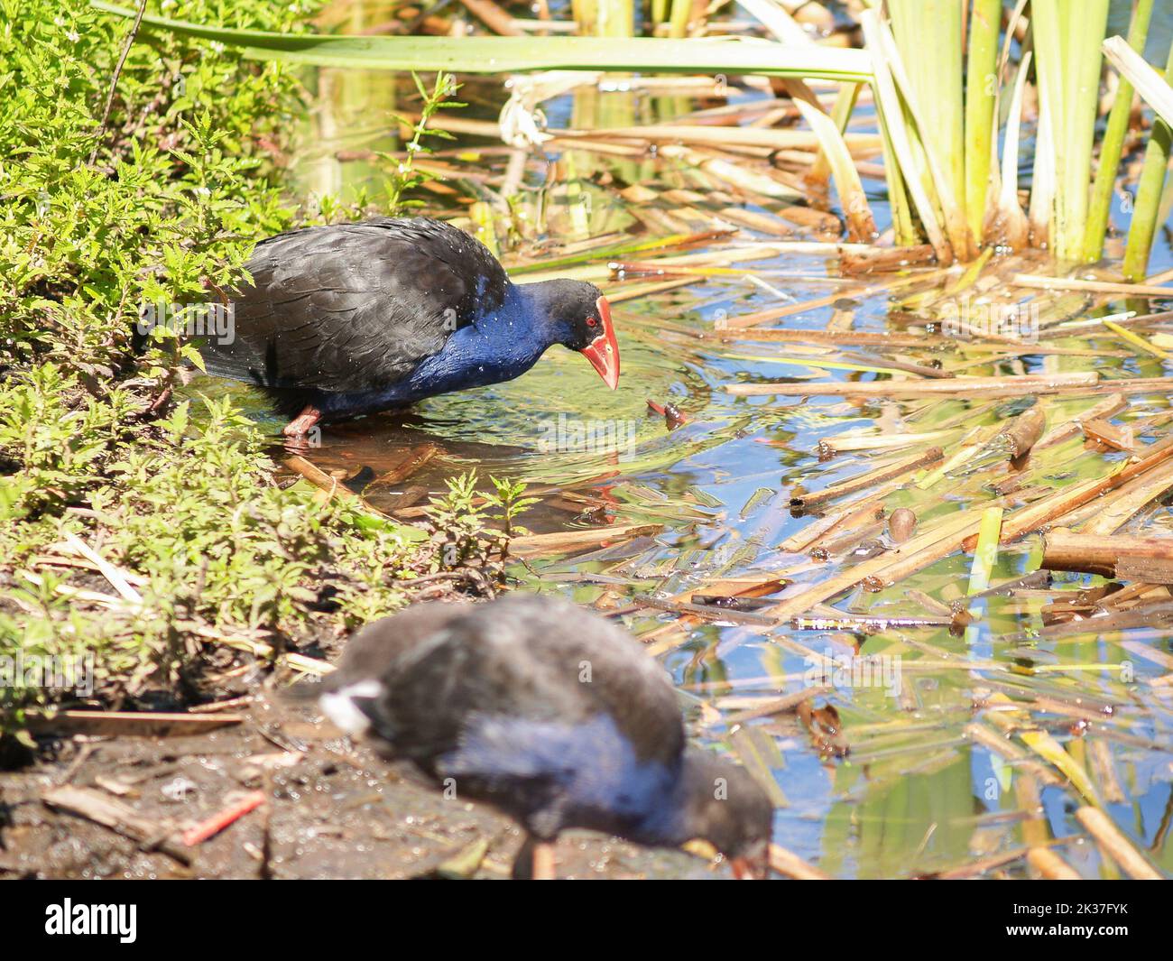 Pukeko im Sumpf auf der Suche nach Nahrung.Vegetation und kleine Larven. Stockfoto