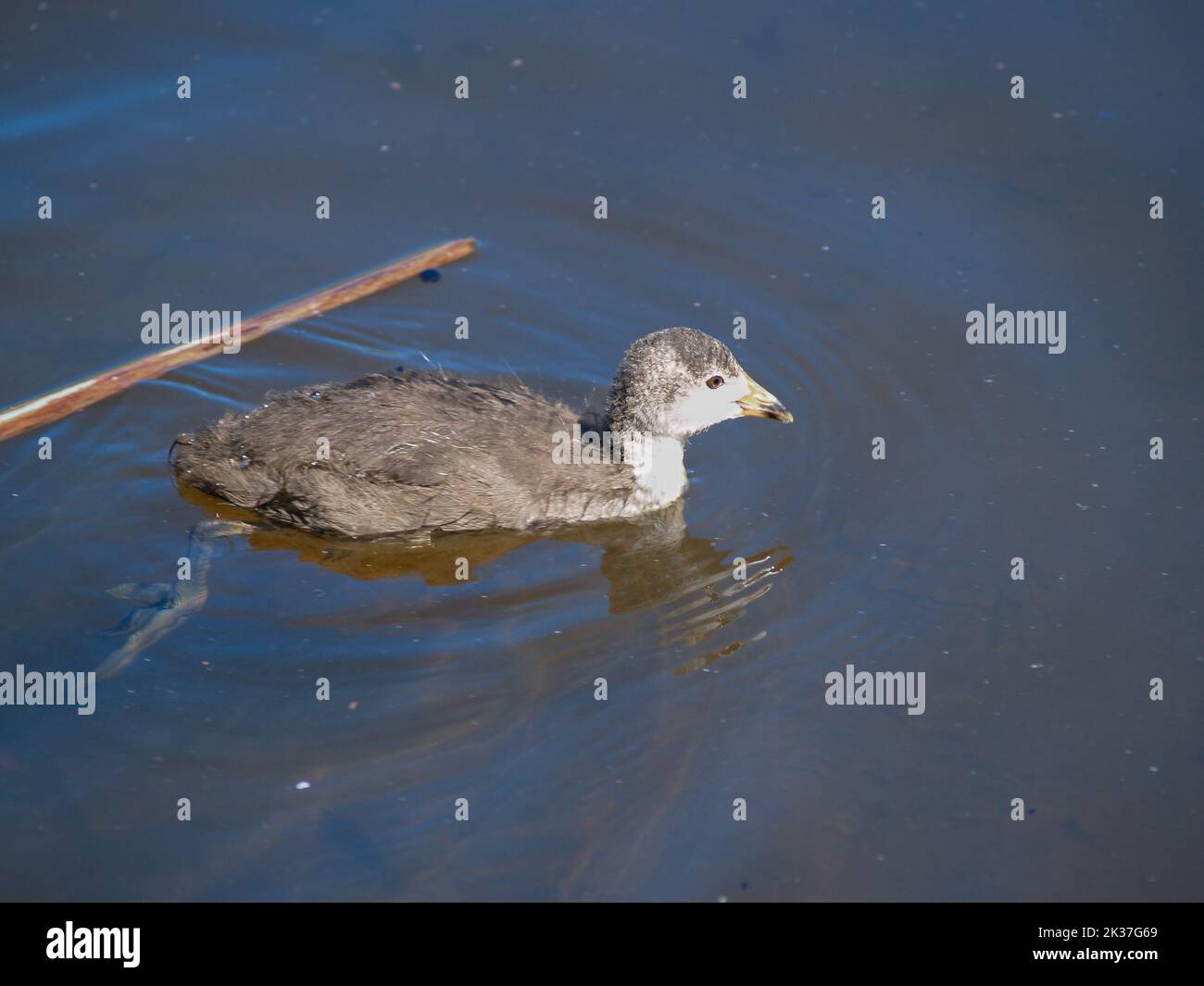 Junger Pukeko schwimmend im schlammigen Sumpfteich. Stockfoto