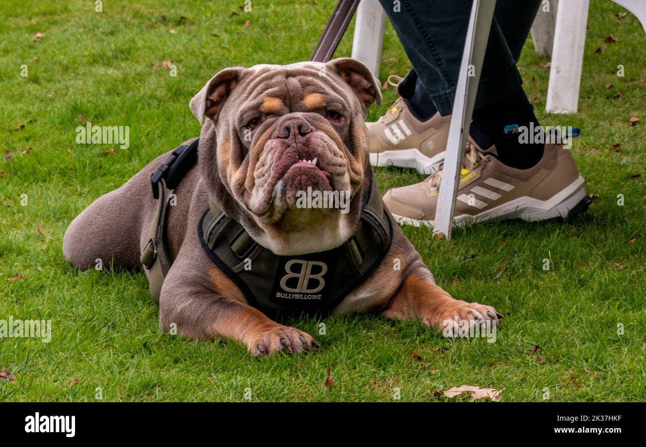 Follimoot, in der Nähe von Harrogate, North Yorkshire, 25.. September 2022. Das Follifoot Dog Festival, bei dem Hundefreunde heute ihre geliebten Haustiere zeigen konnten. Bildquelle: ernesto rogata/Alamy Live News Stockfoto