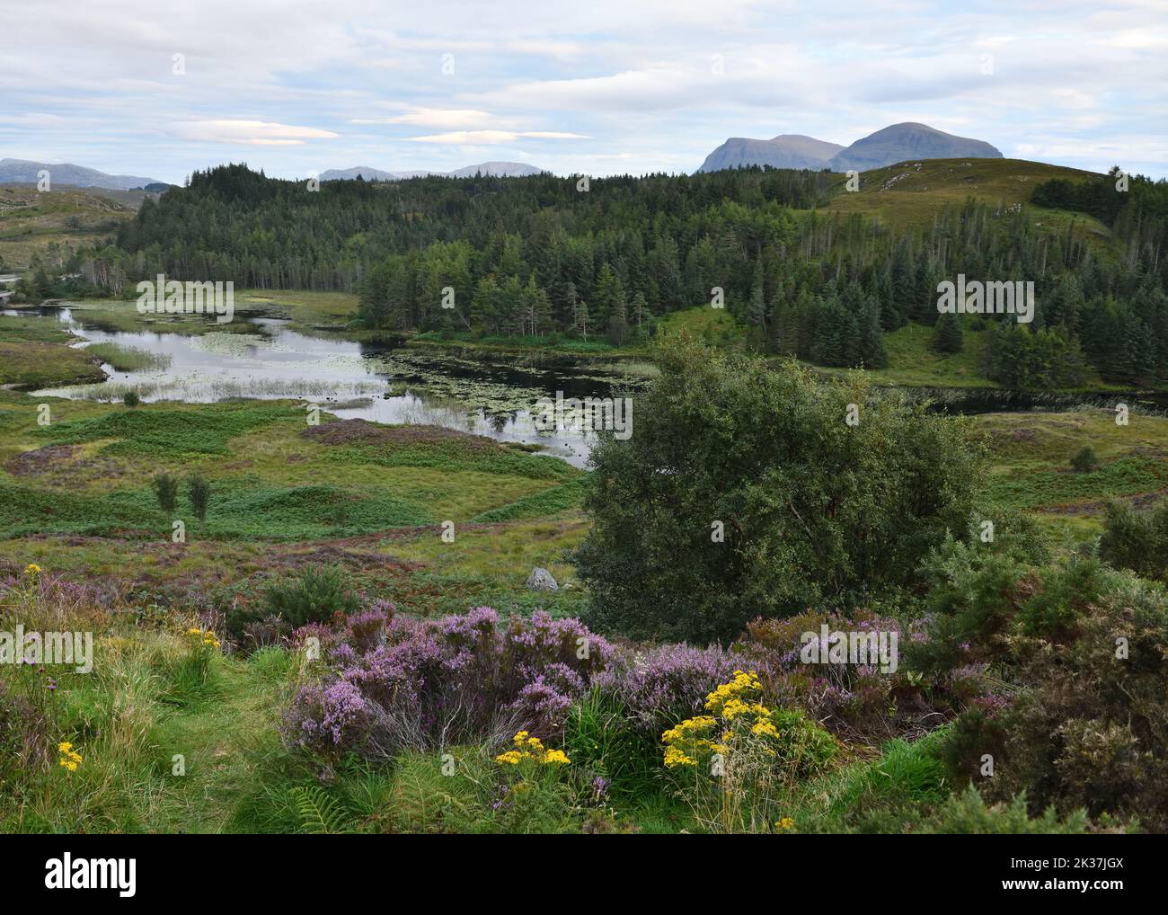 Blick auf die Straße nach Süden über den Berg Ganesh und die violette Heide im Assynt-Viertel der schottischen Highlands Stockfoto