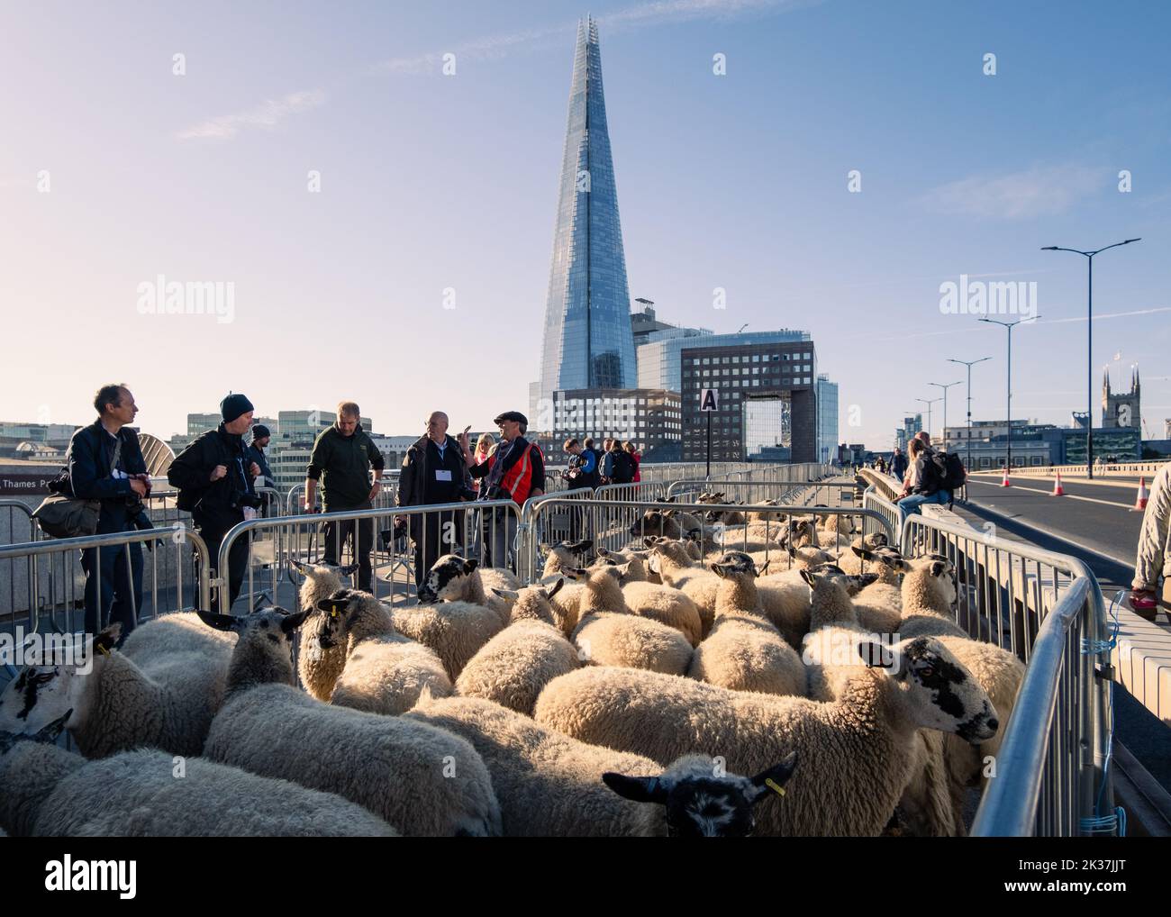 London Sheep Drive 2022. Schafe werden über die London Bridge mit dem „Shard“ im Hintergrund gefahren, jährliche Schafsfahrt durch die Worshipful Company of Woolmen. Stockfoto