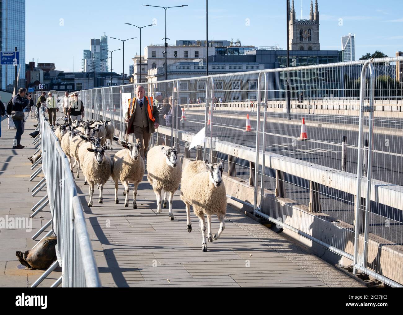 London Sheep Drive 2022, 10.-jähriges Jubiläum. Schafe fahren über die London Bridge und feiern das „Recht“ von Freeman, Schafe über die Themse auf den Markt zu bringen. Stockfoto