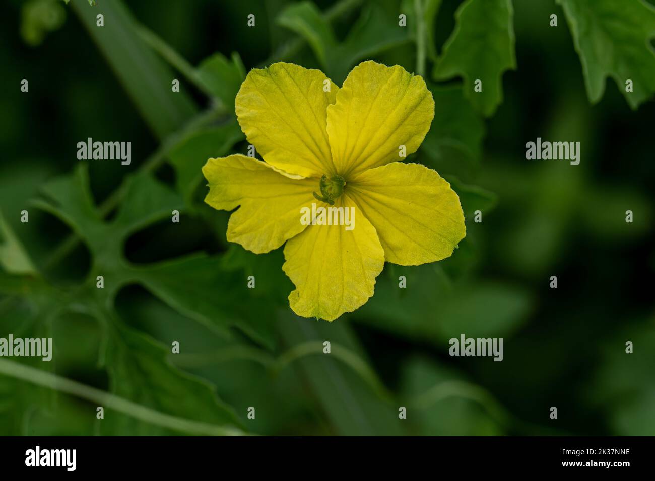 Gelbe und sternförmige Blüten der Bittermelonenpflanze, unscharfer grüner Blatthintergrund Stockfoto