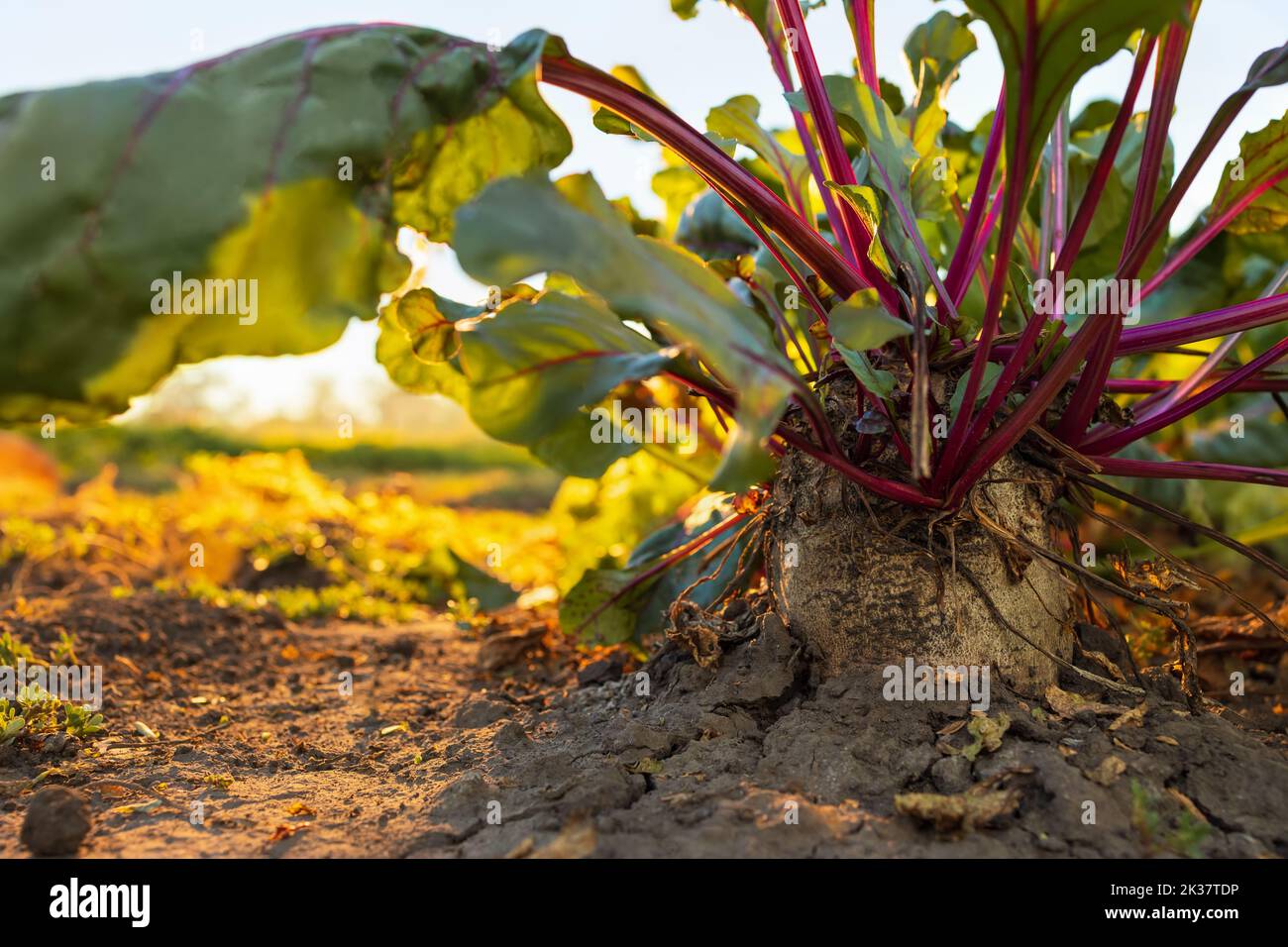 Rübe mit grünen Blättern wächst im Garten Stockfoto