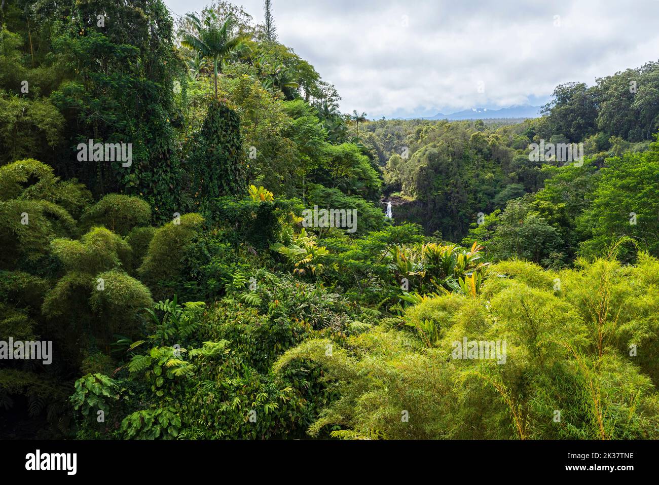 Üppiger Regenwald und Berge am fernen Horizont des akaka Falls State Park hawaii Stockfoto