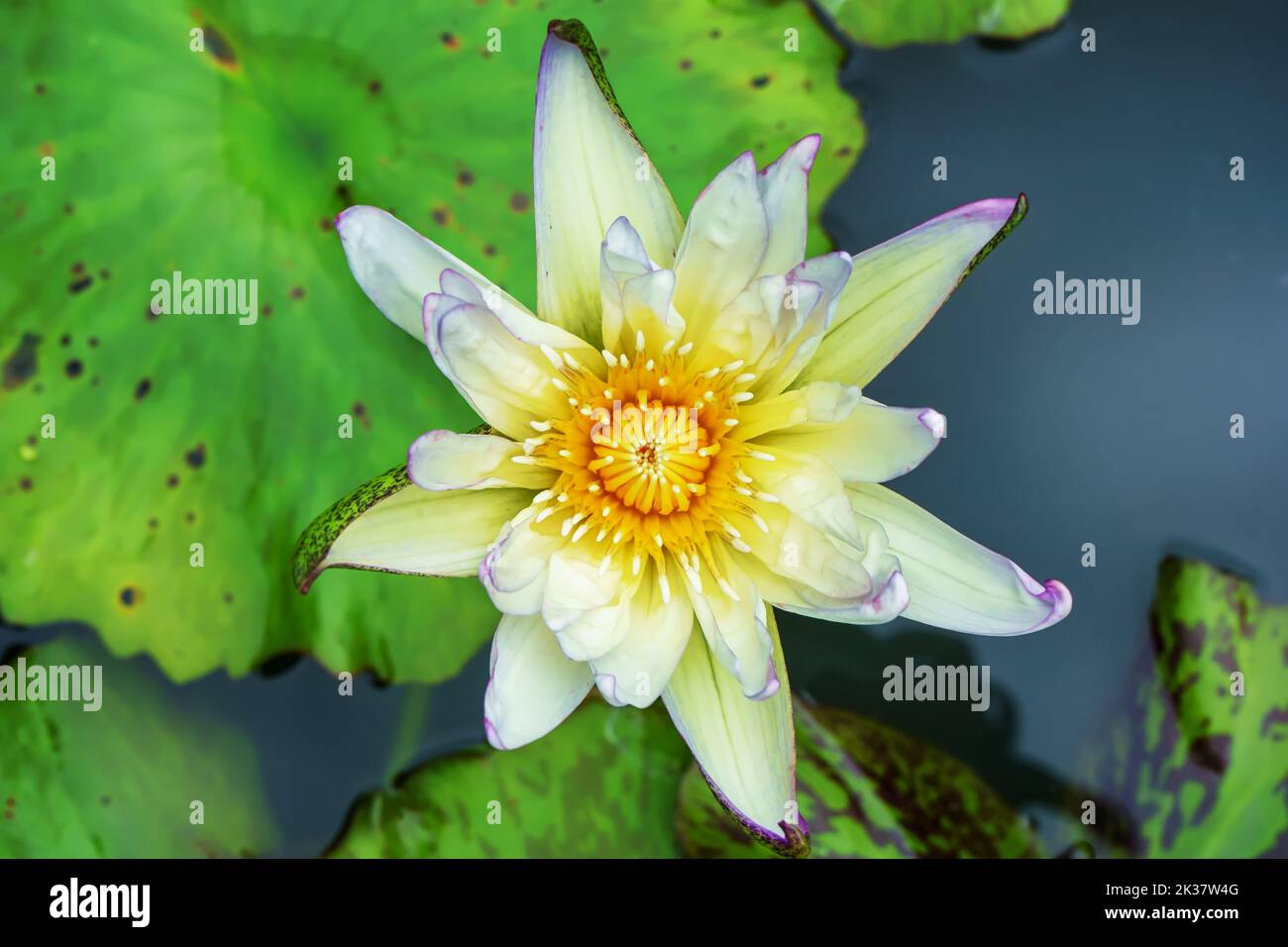 Der weiße, blühende Lotus im Teich, Nahaufnahme Stockfoto