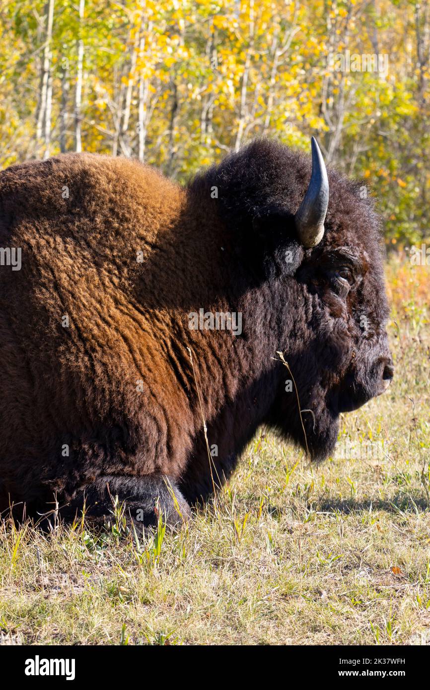 Bison liegt im Gras, Nahaufnahme des Kopfes Stockfoto