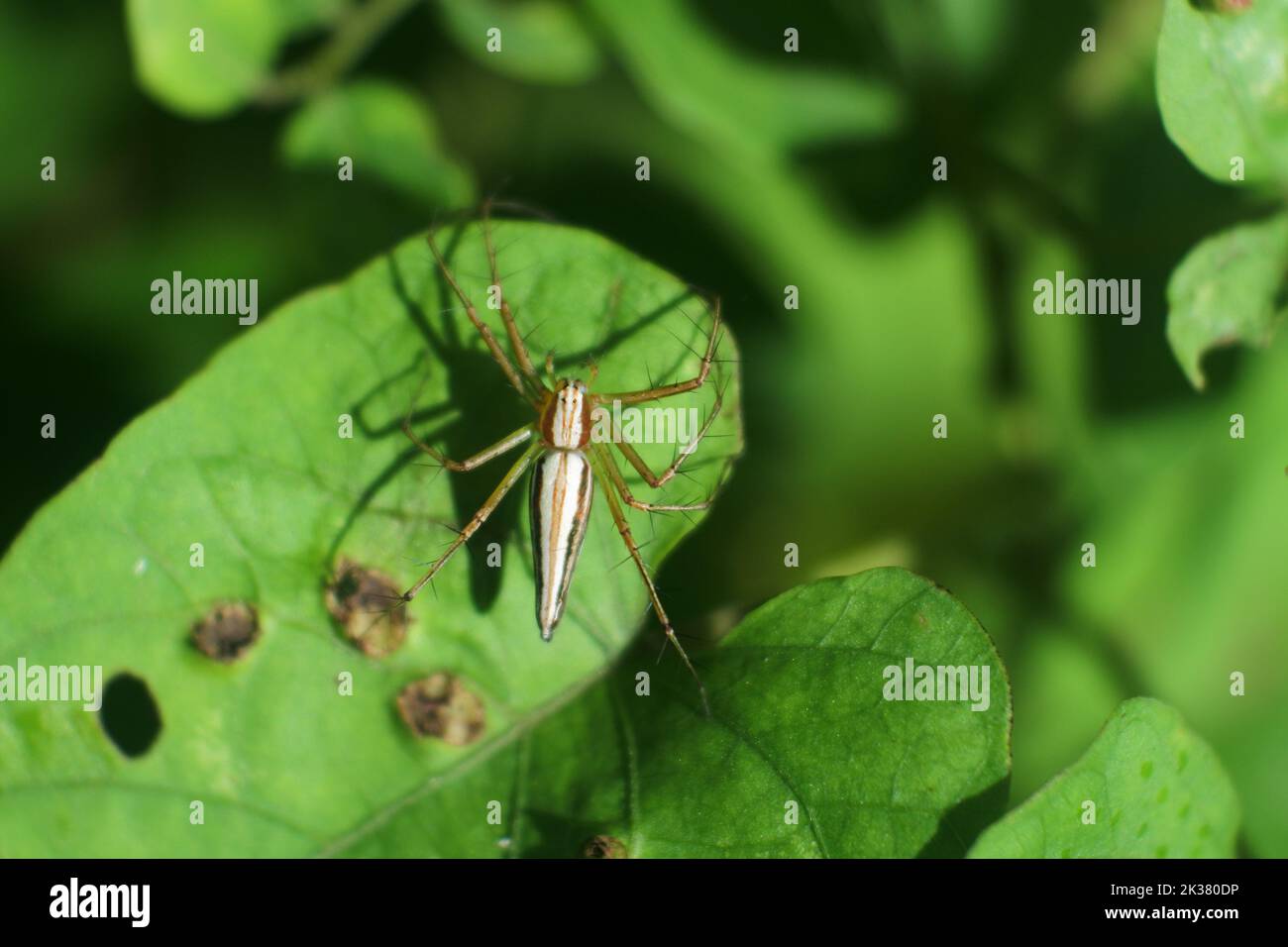 Eine Nahaufnahme einer Huntsman-Spinne auf einem grünen Blatt einer Pflanze Stockfoto
