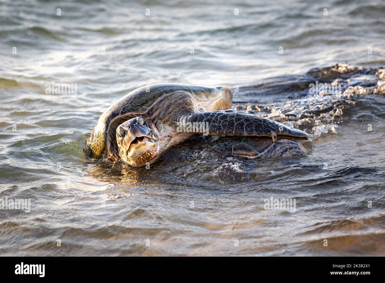 Schildkröten paaren sich am Strand am Ningaloo Reef im Cape Range Nationalpark, Exmouth, Westaustralien Stockfoto