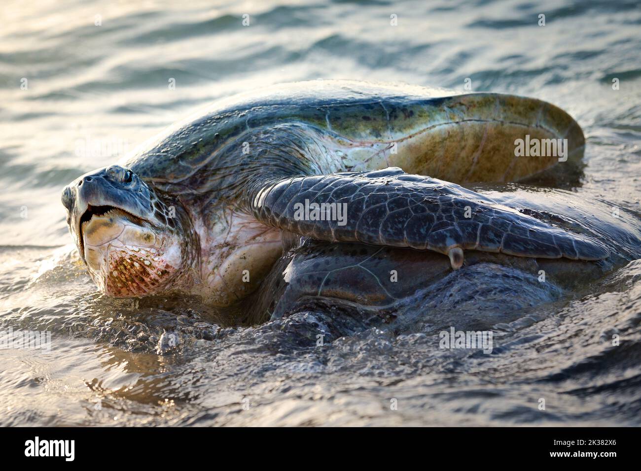 Schildkröten paaren sich am Strand am Ningaloo Reef im Cape Range Nationalpark, Exmouth, Westaustralien Stockfoto