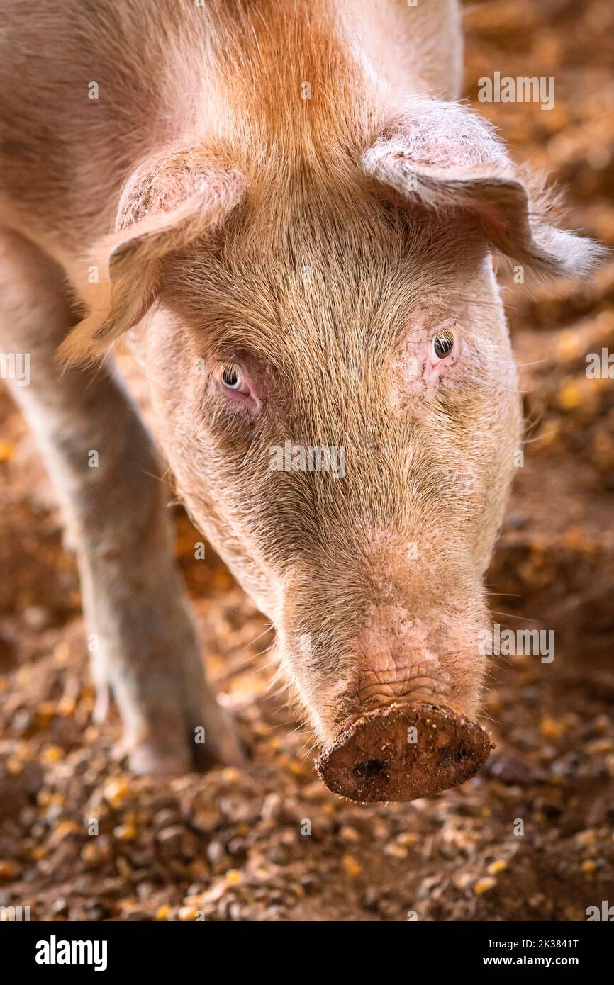 Jungschwein im Mais auf einer abgelegenen Schweinefarm in Northern Territory, Australien Stockfoto