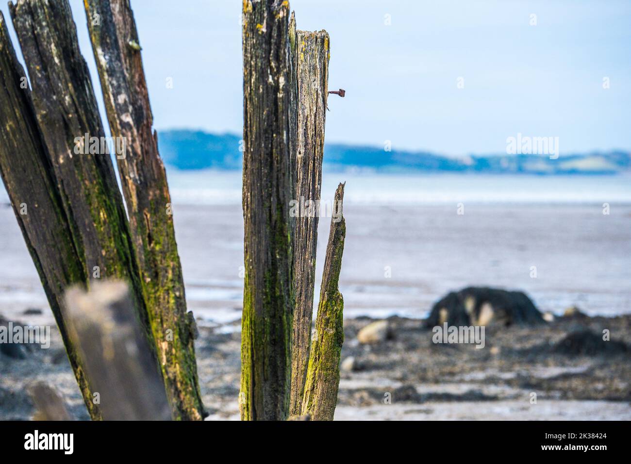 Verfallendes Holz aus der Seeverteidigung an einem Strand in Wales Stockfoto